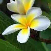 Sione Faiva Funaki 1893 1930